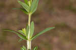 Roundpod St. Johnswort